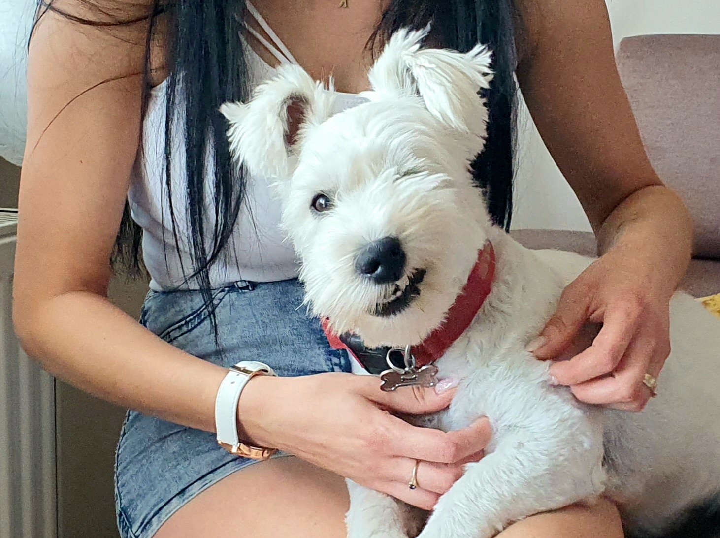 Konsultacja behawioralna psa